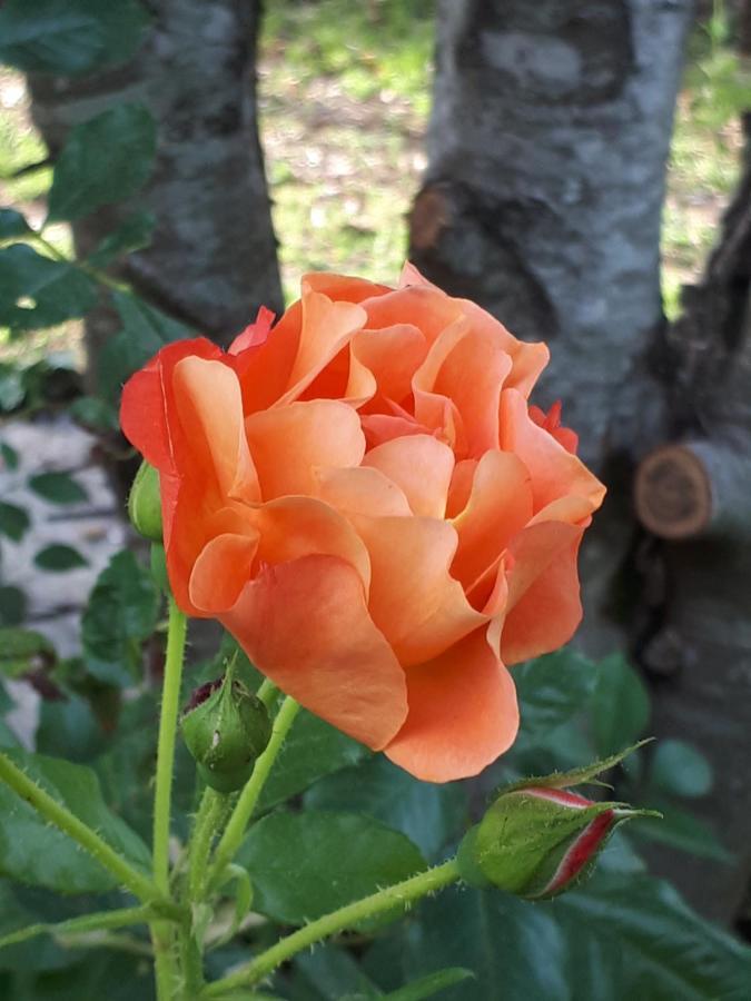 Saint-Laurent-de-Medoc L'Escale Cote Jardin 빌라 외부 사진